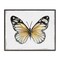 Stupell Industries Country Butterfly on White Framed Giclee Wall Art Design by Janet Tava